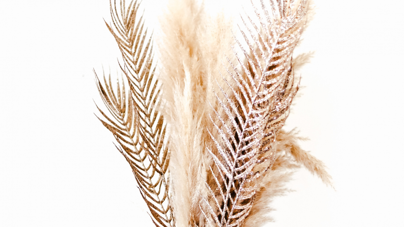 Обои птичье перо, семейство травы, ручка, написание реализации, модный аксессуар в разрешении 1366x768