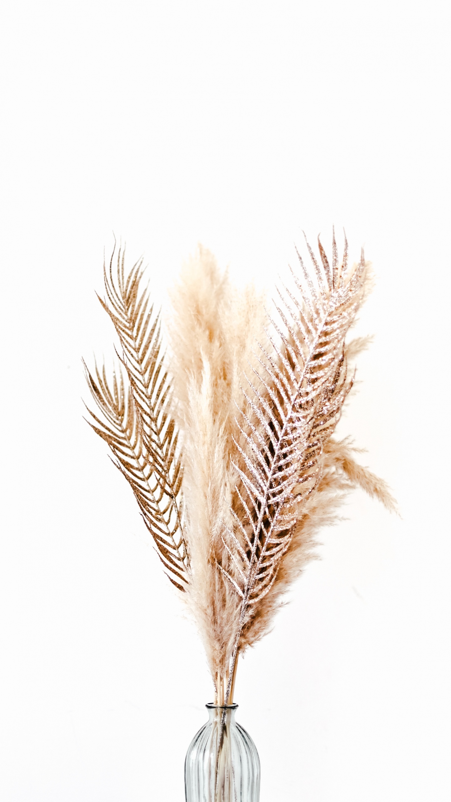 Обои птичье перо, семейство травы, ручка, написание реализации, модный аксессуар в разрешении 1440x2560