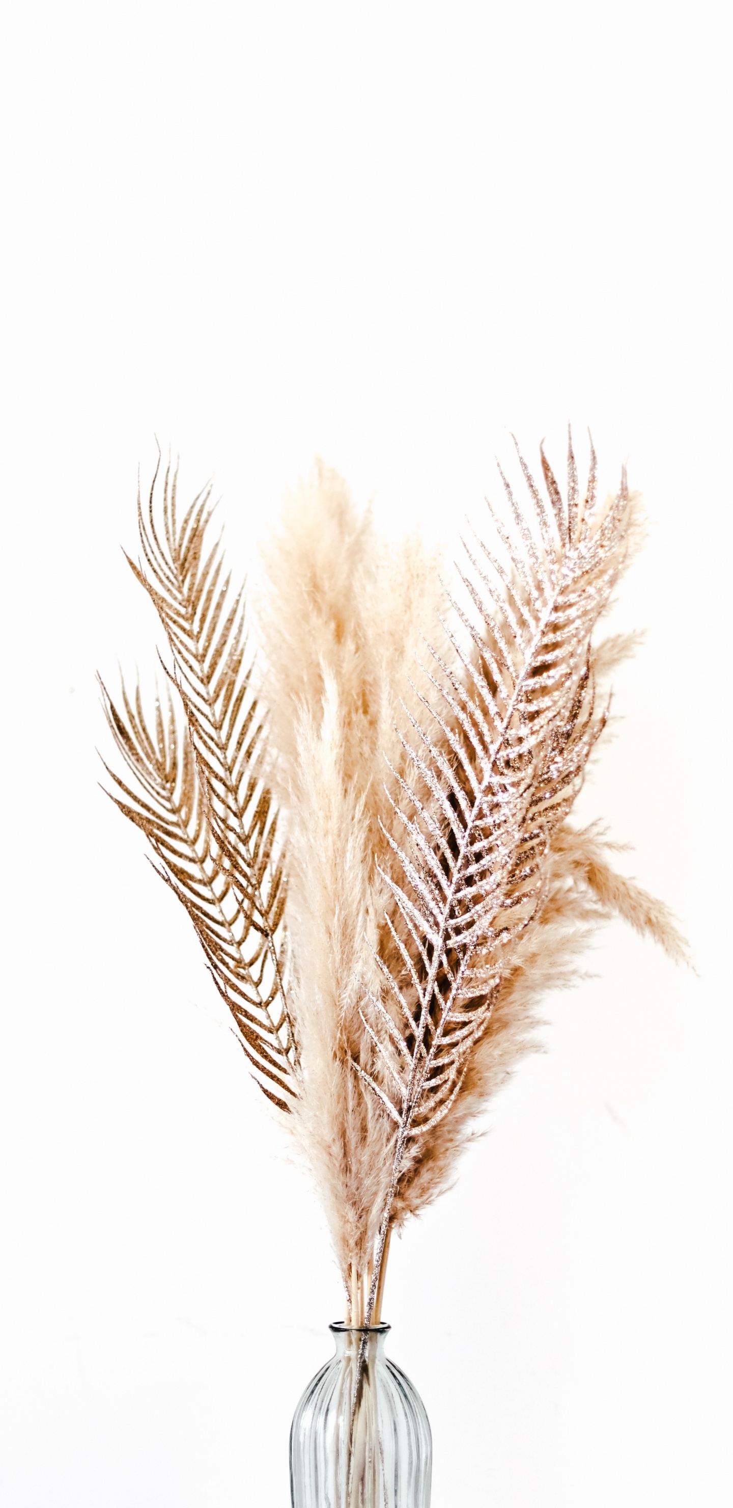 Обои птичье перо, семейство травы, ручка, написание реализации, модный аксессуар в разрешении 1440x2960