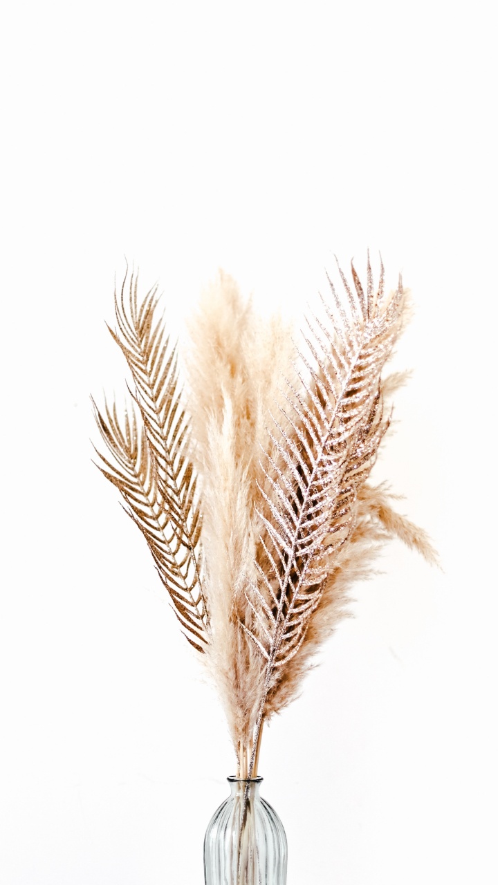 Обои птичье перо, семейство травы, ручка, написание реализации, модный аксессуар в разрешении 720x1280