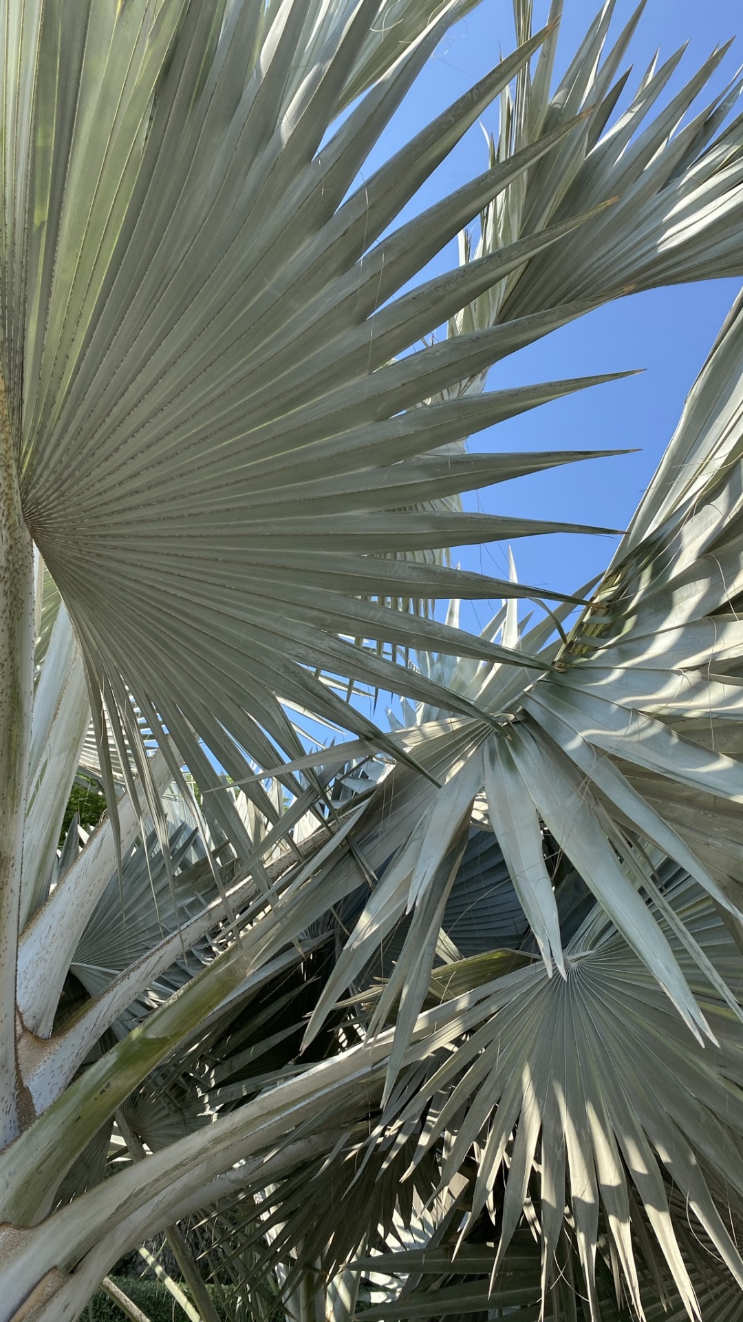 Обои финиковая пальма, дневное время, ботаники, древесные растения, наземное растение в разрешении 1080x1920