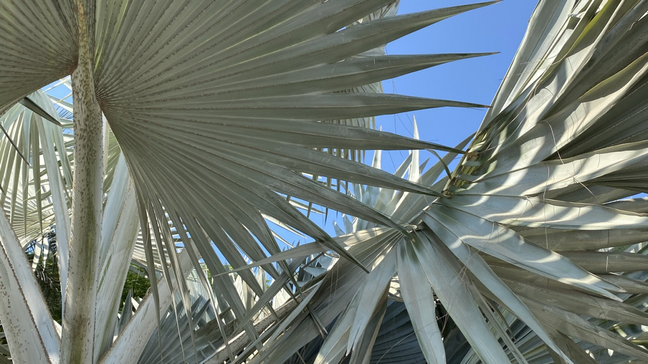 Обои финиковая пальма, дневное время, ботаники, древесные растения, наземное растение в разрешении 1280x720