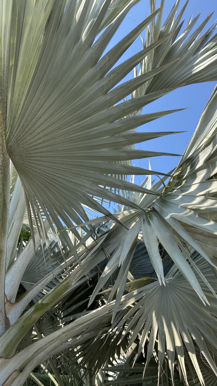 Обои финиковая пальма, дневное время, ботаники, древесные растения, наземное растение в разрешении 720x1280