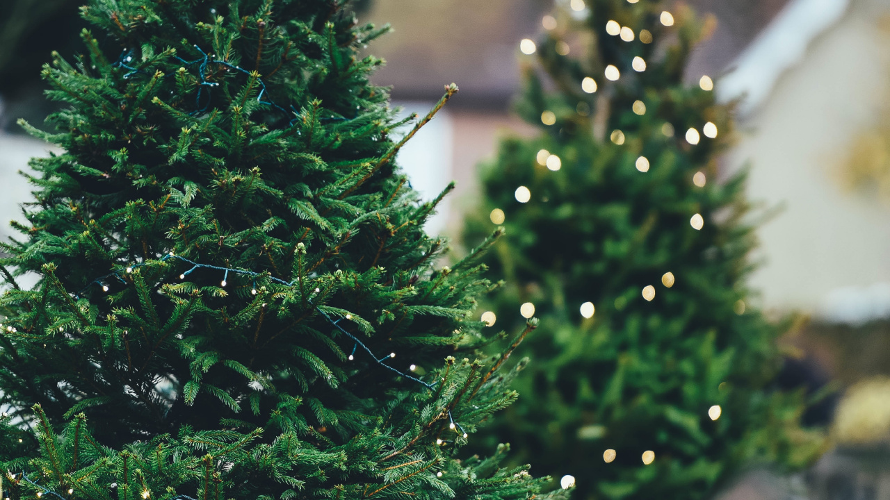 Обои елка, Рождественский день, дерево, swiatla choinki, сосна в разрешении 1280x720