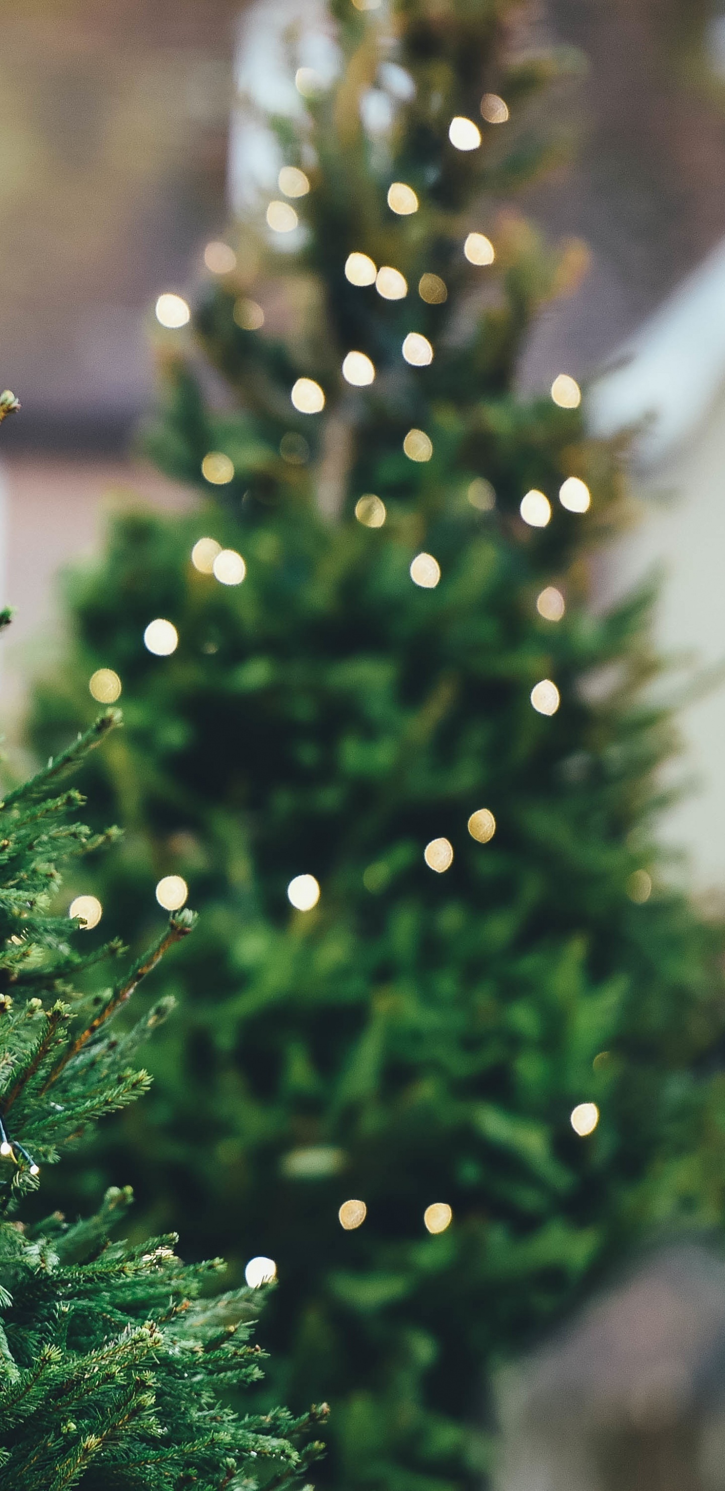 Обои елка, Рождественский день, дерево, swiatla choinki, сосна в разрешении 1440x2960