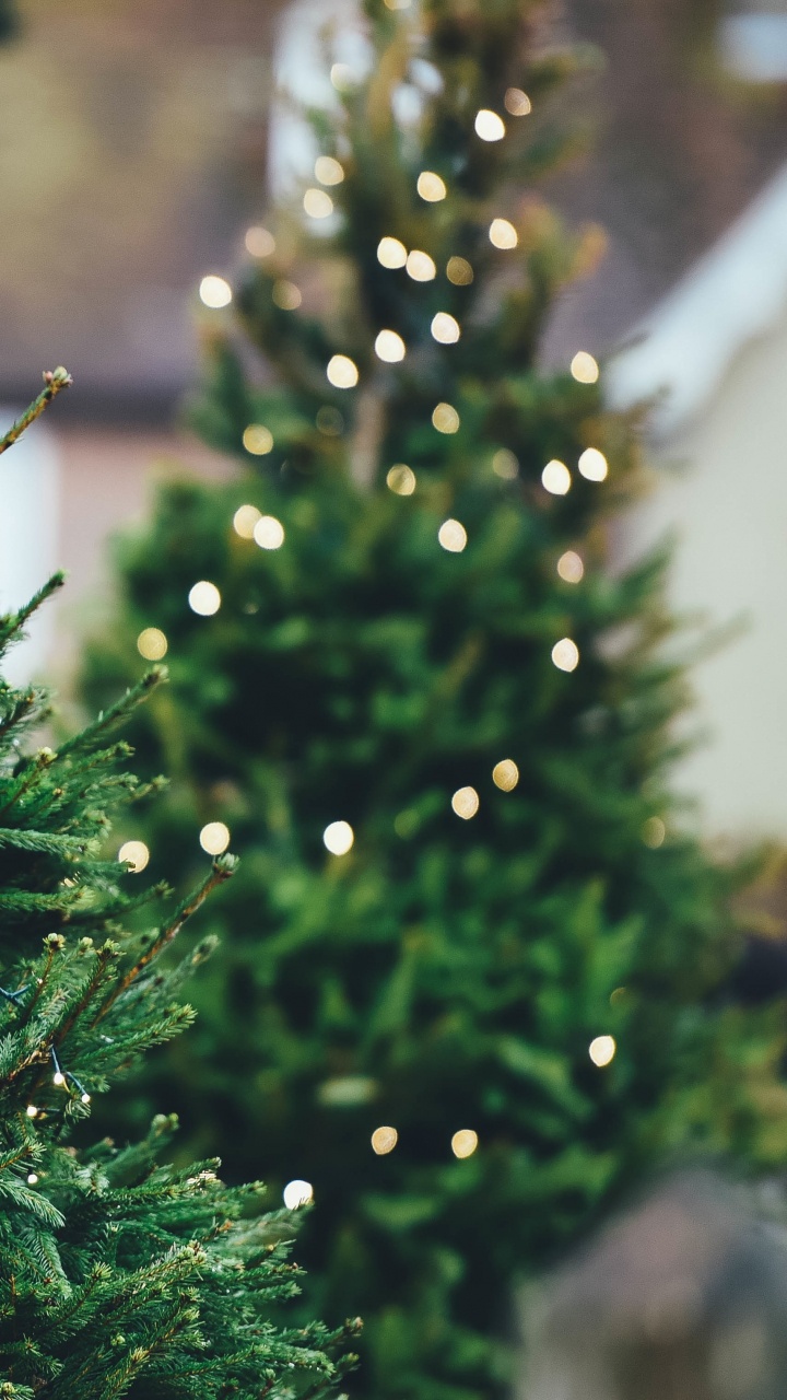 Обои елка, Рождественский день, дерево, swiatla choinki, сосна в разрешении 720x1280