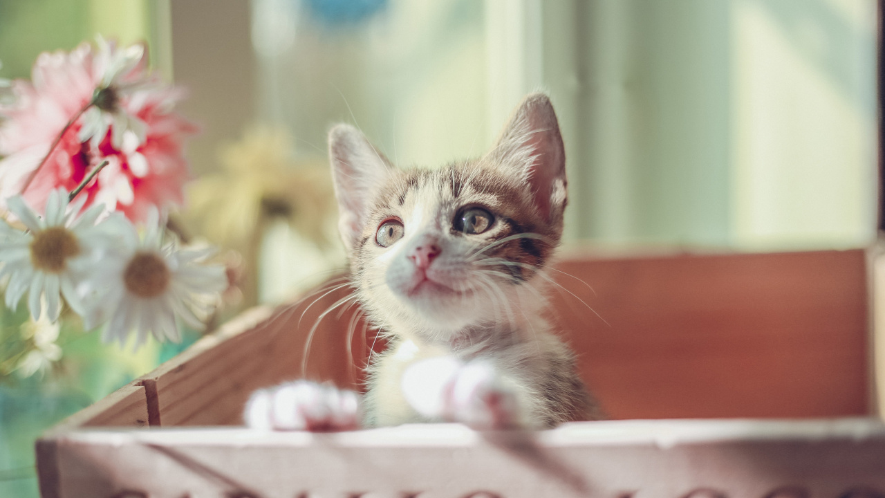 Обои котенок, кот, привлекательность, кошачьих, бакенбарды в разрешении 1280x720