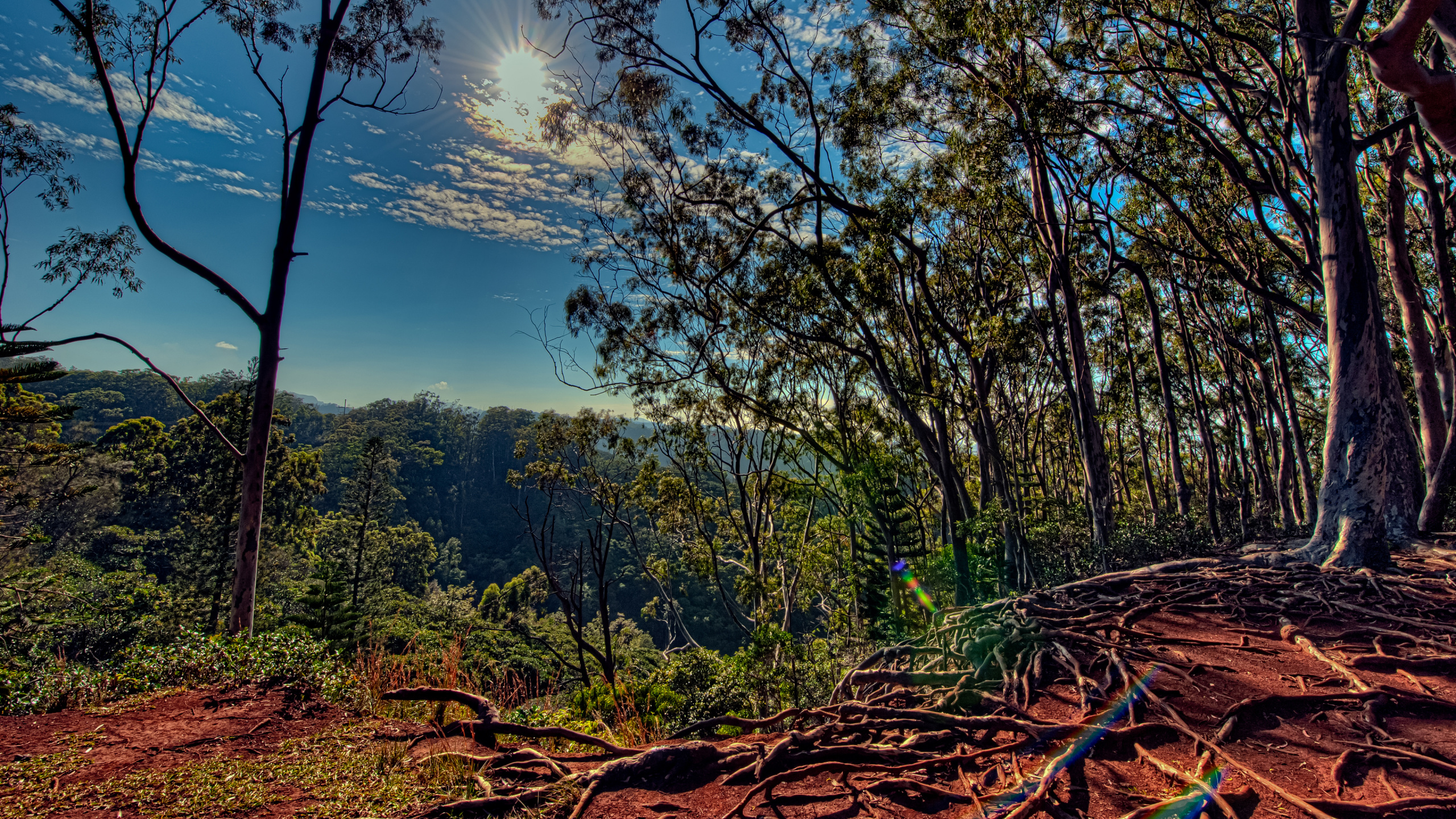 Обои Kalauao, природа, дерево, природный ландшафт, лес в разрешении 2560x1440