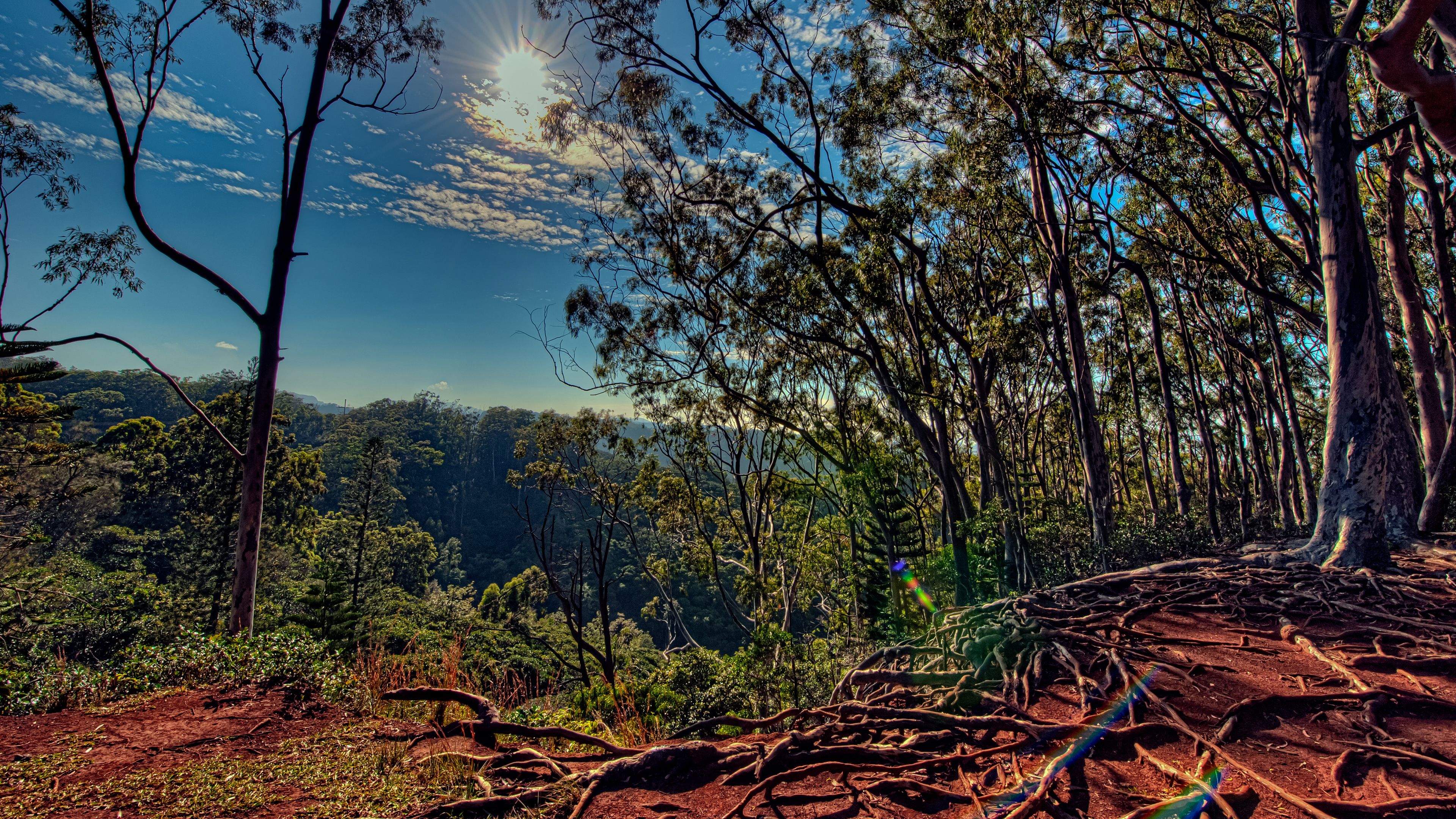 Обои Kalauao, природа, дерево, природный ландшафт, лес в разрешении 3840x2160