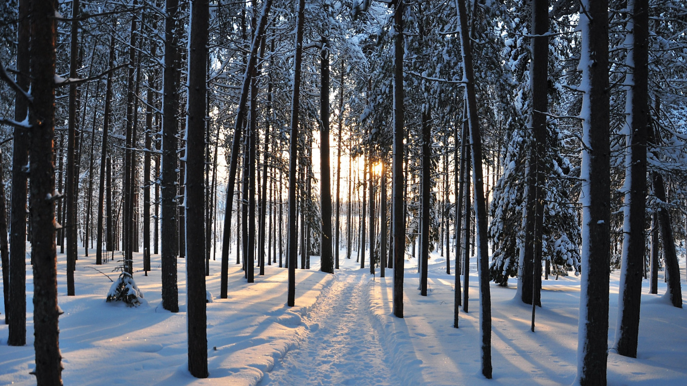 Обои дерево, зима, снег, природа, лес в разрешении 1366x768