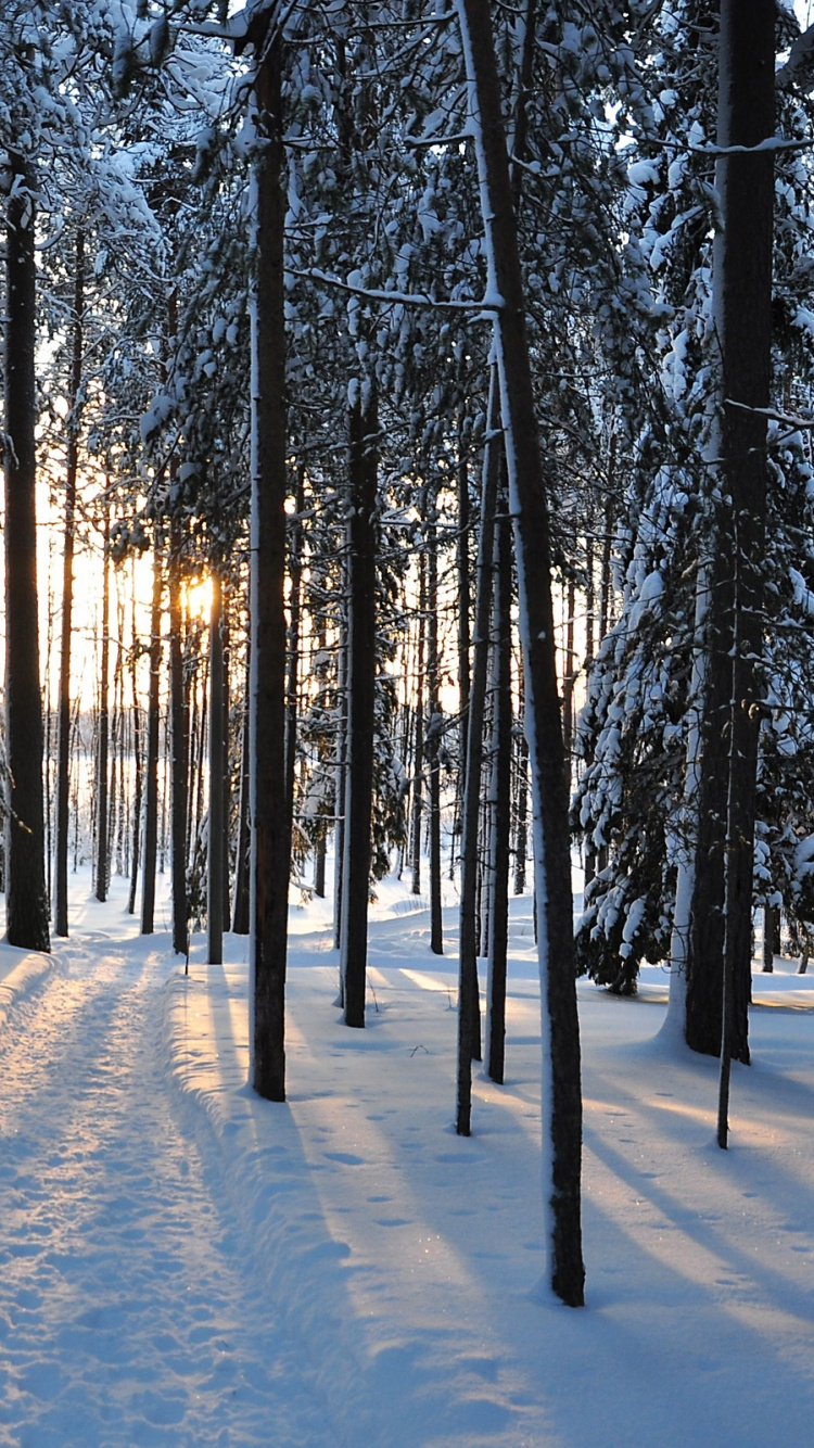 Обои дерево, зима, снег, природа, лес в разрешении 750x1334