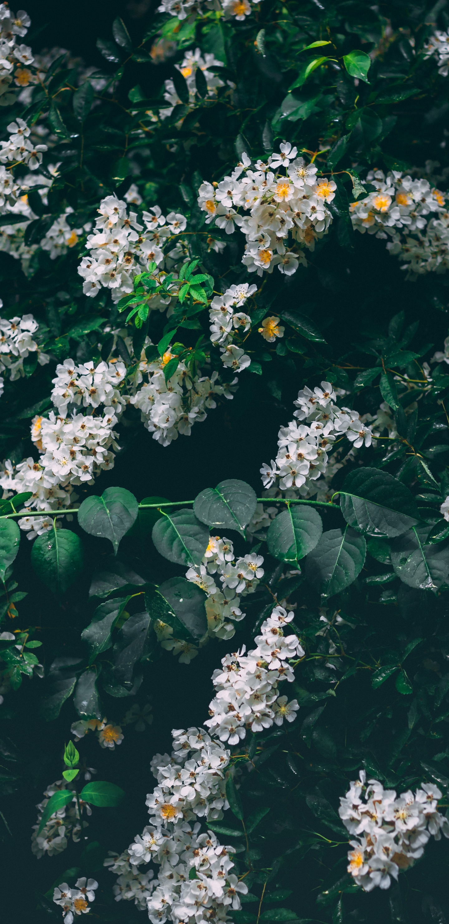 Обои цветок, растение, цветковое растение, дерево, древесные растения в разрешении 1440x2960