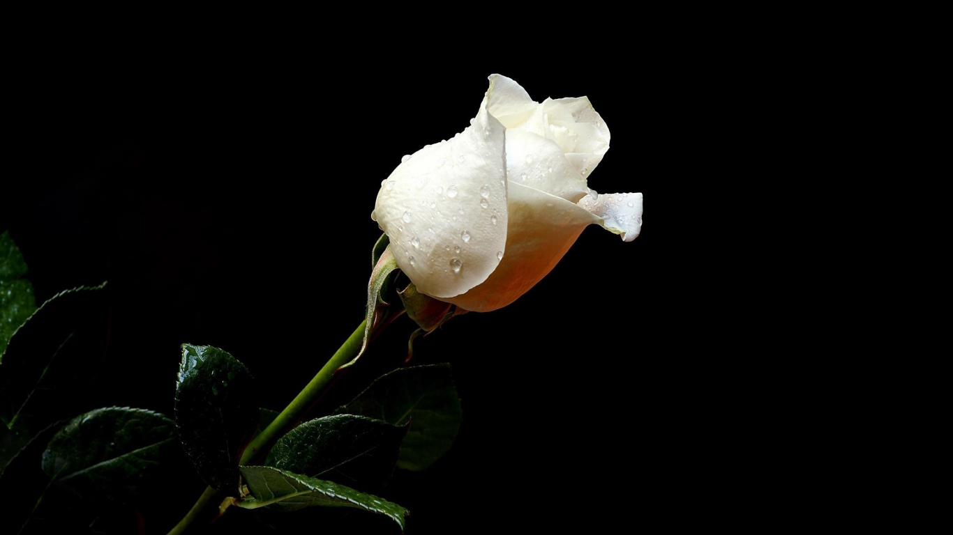 Обои Роза, белые, лепесток, растение, цветковое растение в разрешении 1366x768