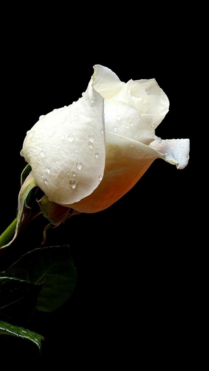 Обои Роза, белые, лепесток, растение, цветковое растение в разрешении 720x1280