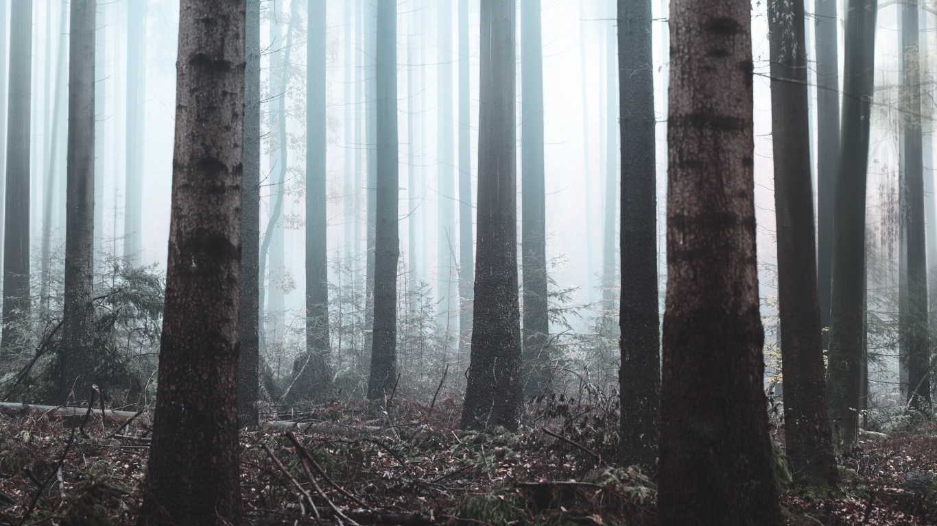 Обои лес, дерево, природа, окружающая среда, северный лиственный лес в разрешении 1366x768