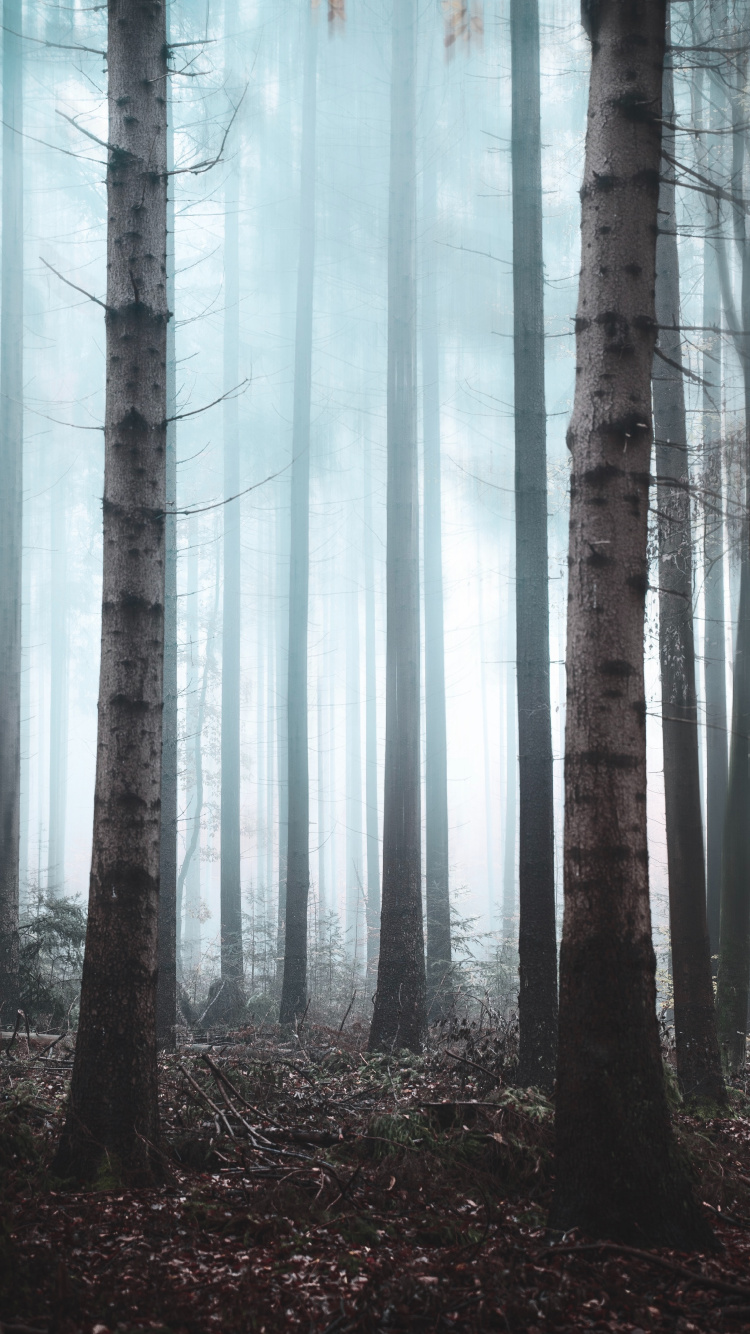 Обои лес, дерево, природа, окружающая среда, северный лиственный лес в разрешении 750x1334