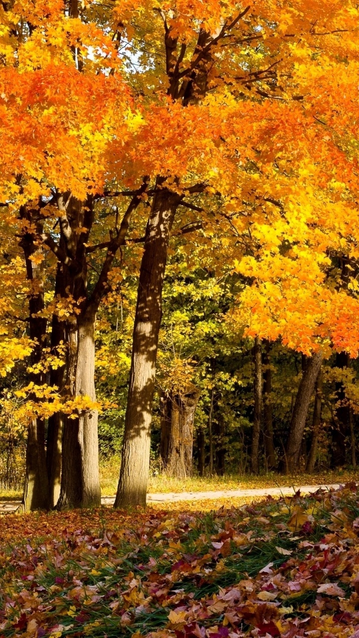 Обои дерево, лист, природа, осень, листопадные в разрешении 720x1280