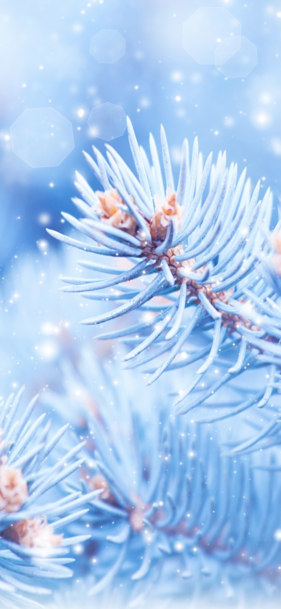 Обои пихта, дерево, ветвь, ель, зима в разрешении 1125x2436