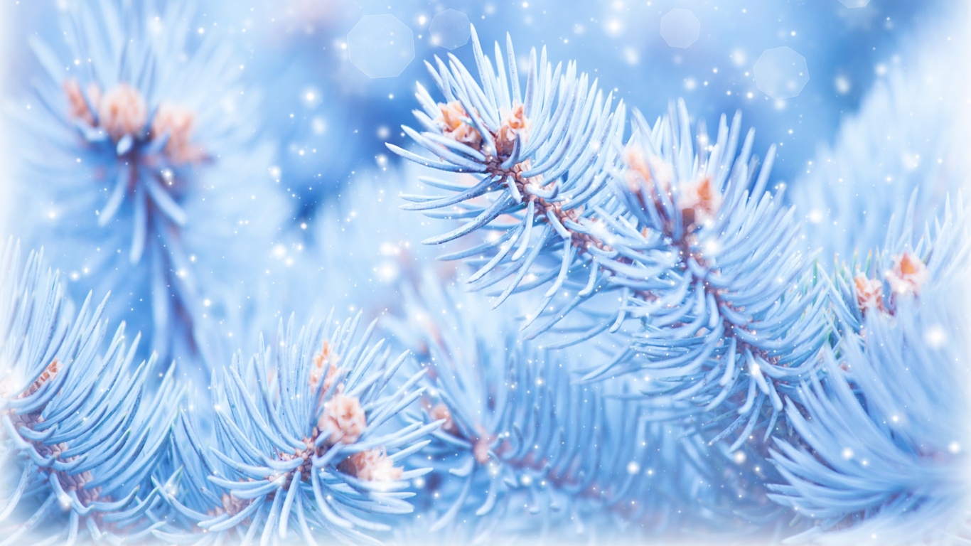 Обои пихта, дерево, ветвь, ель, зима в разрешении 1366x768