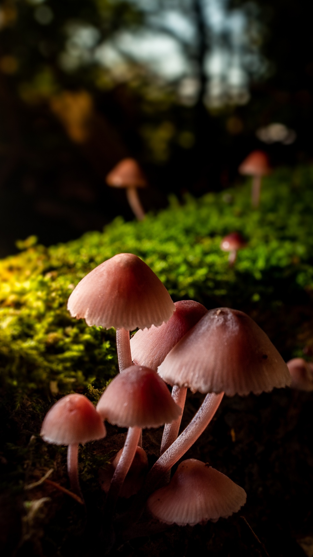 Обои крупный план, ребенок, свет, Природа М, природа в разрешении 1080x1920