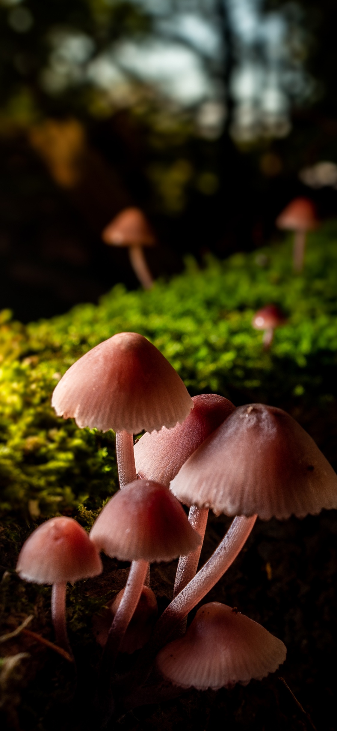 Обои крупный план, ребенок, свет, Природа М, природа в разрешении 1125x2436