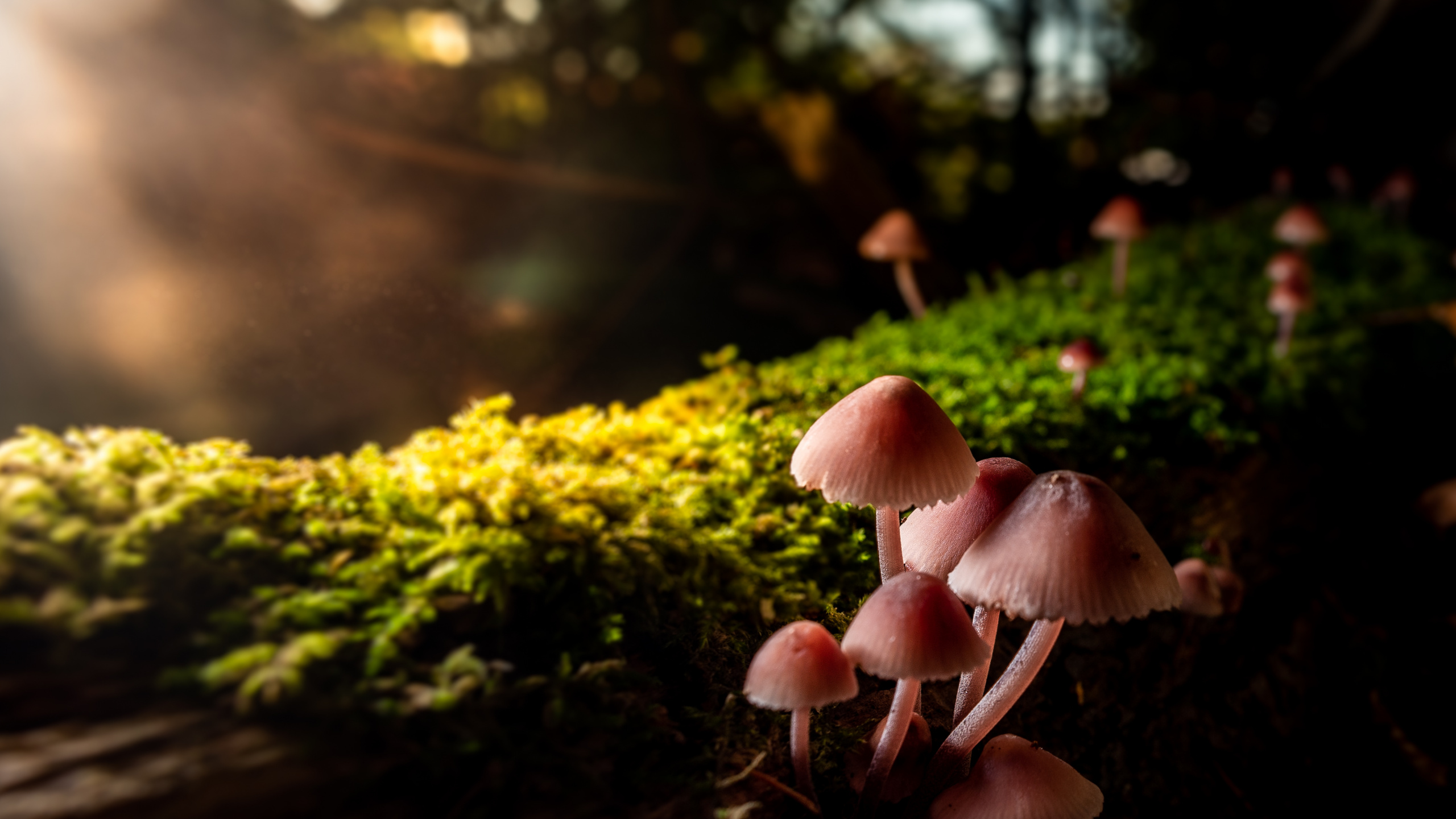 Обои крупный план, ребенок, свет, Природа М, природа в разрешении 2560x1440