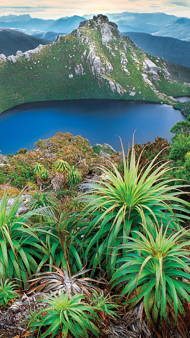 Обои растительность, природный заповедник, растительное сообщество, биом, Юго-Западной Пустыне в разрешении 750x1334