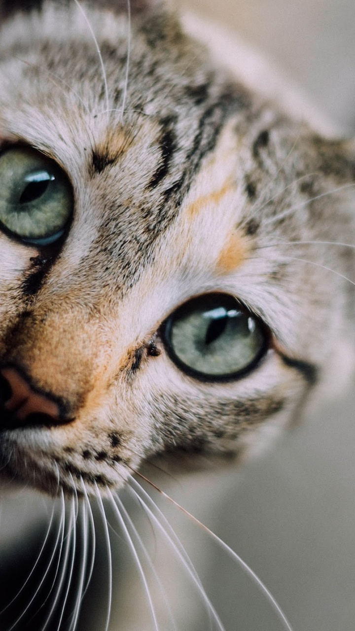 Обои кот, пес, котенок, тигр, ветеринарный врач в разрешении 720x1280