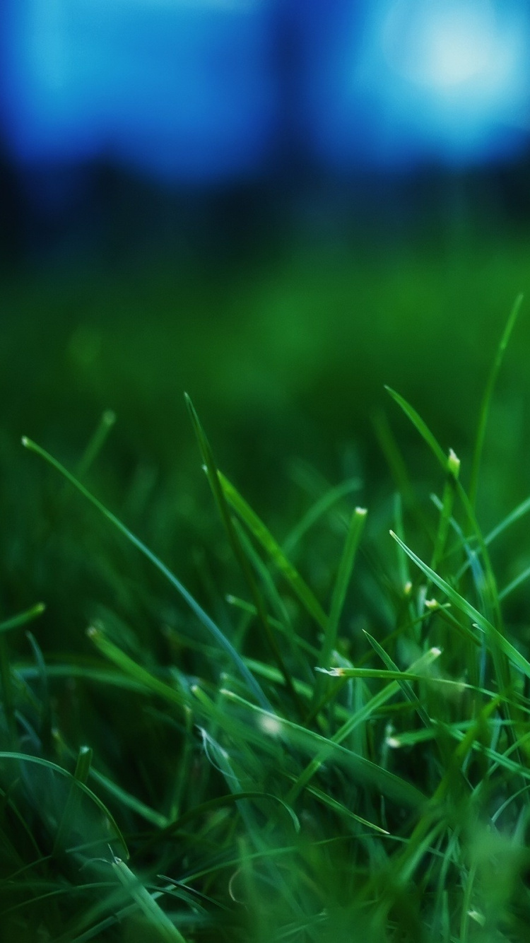 Обои газон, зеленый, вода, растение, семейство травы в разрешении 750x1334