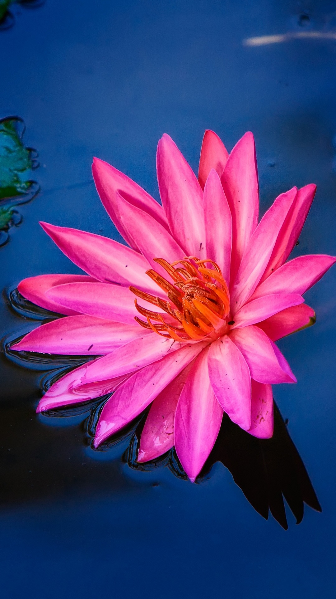 Обои цветок, лепесток, водное растение, растение, розовый в разрешении 1080x1920