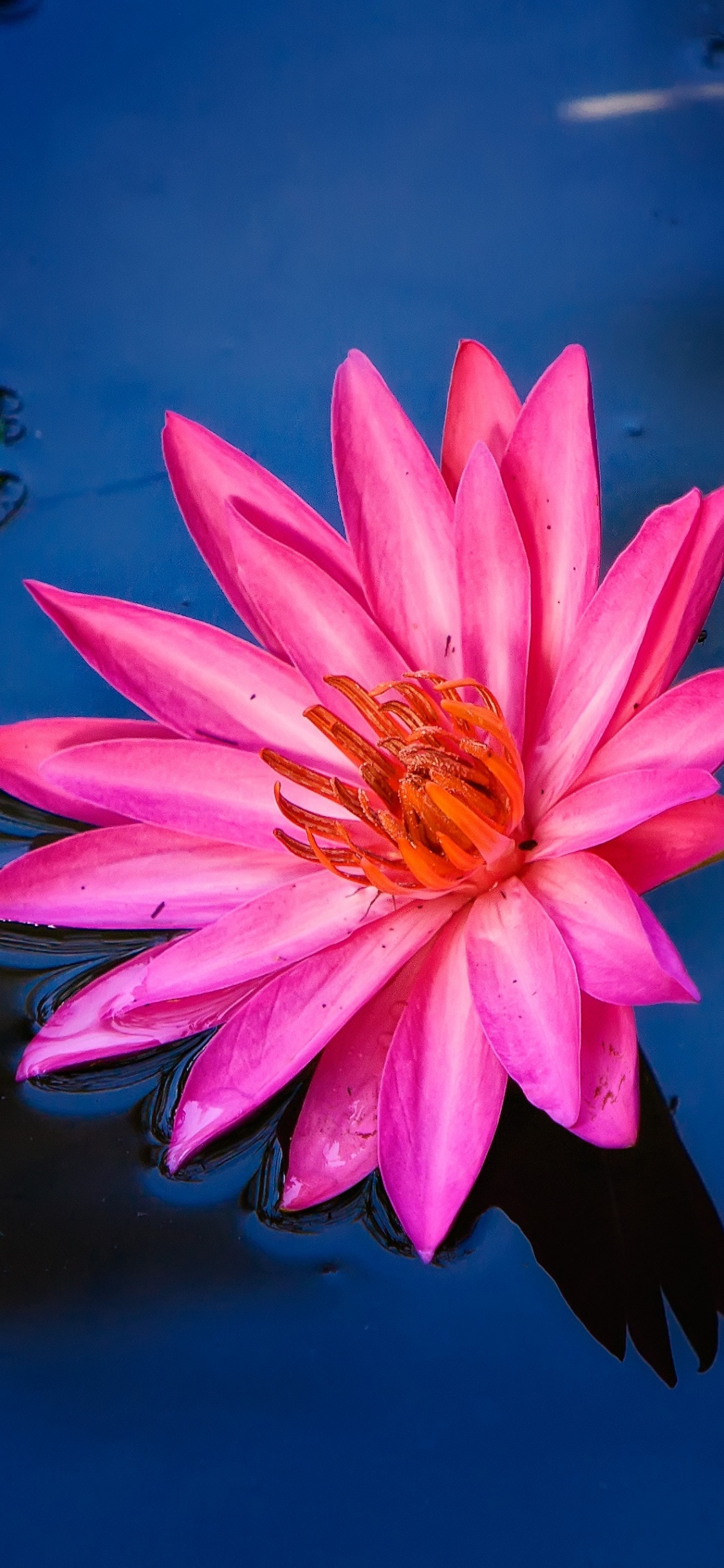 Обои цветок, лепесток, водное растение, растение, розовый в разрешении 1125x2436