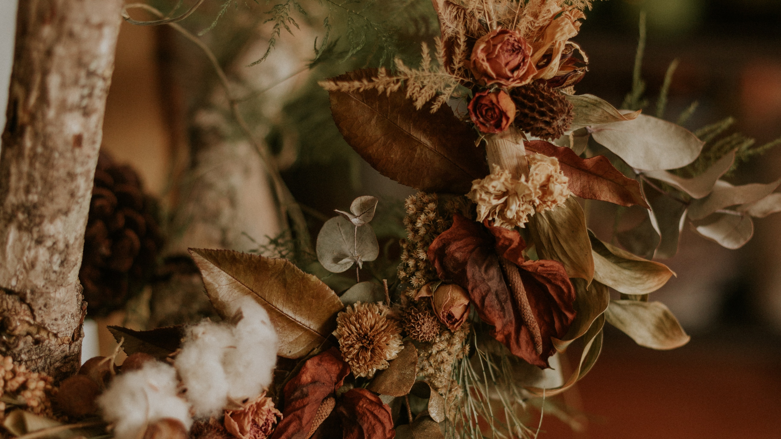 Обои Флора, семейства сосновых, цветок, натюрморт, прут в разрешении 2560x1440