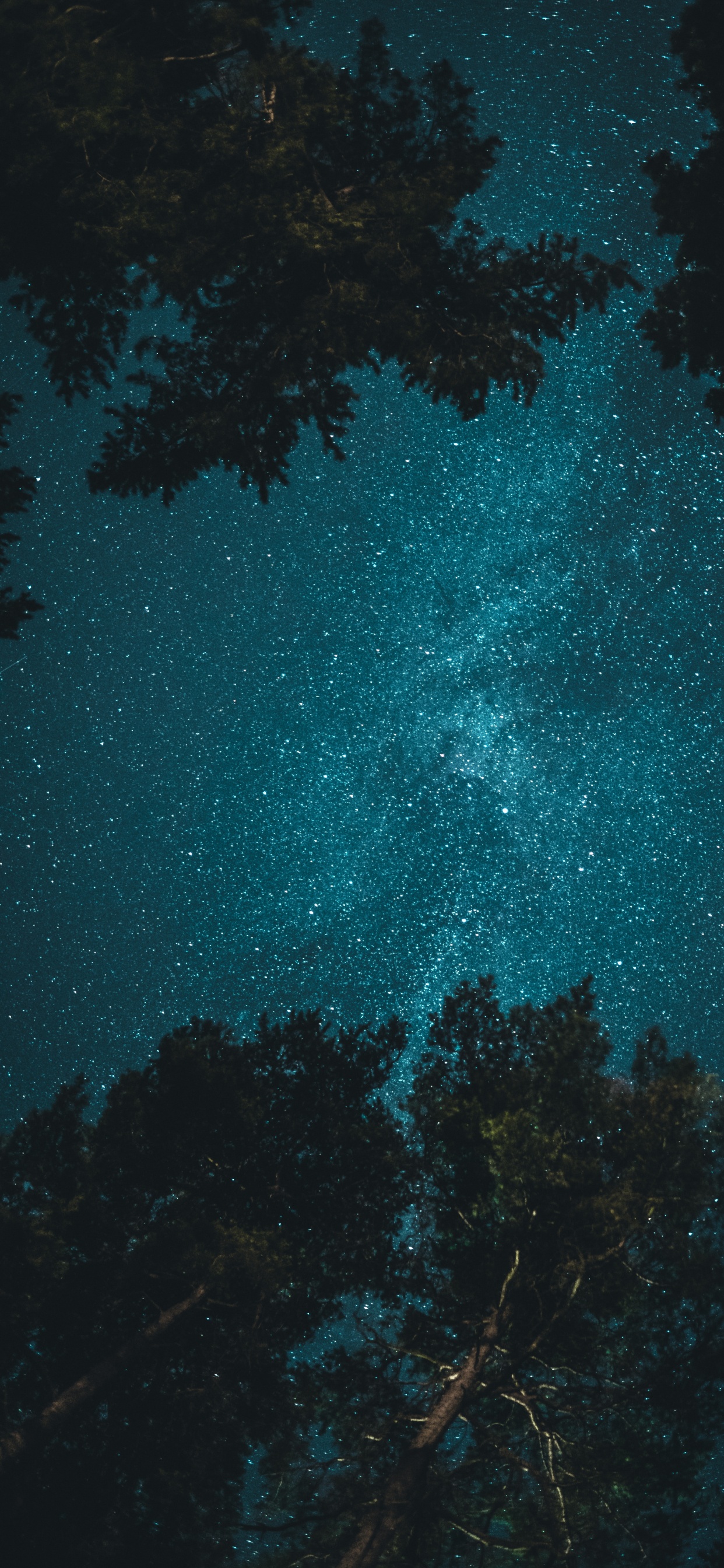 Обои дерево под ночным небом, дерево, ночь, звезда, атмосфера в разрешении 1242x2688