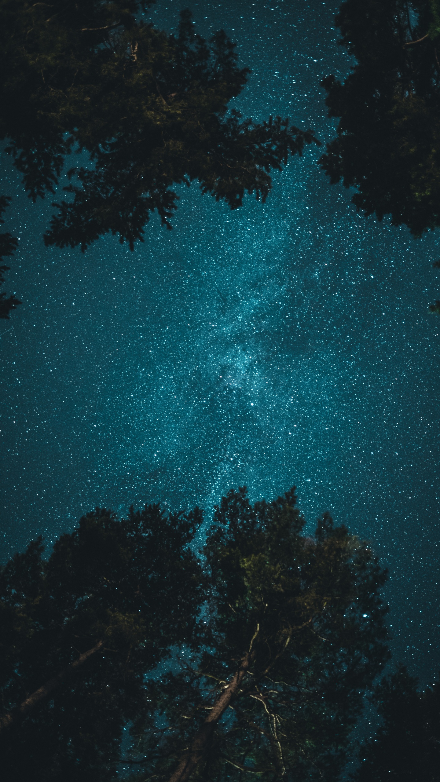 Обои дерево под ночным небом, дерево, ночь, звезда, атмосфера в разрешении 1440x2560