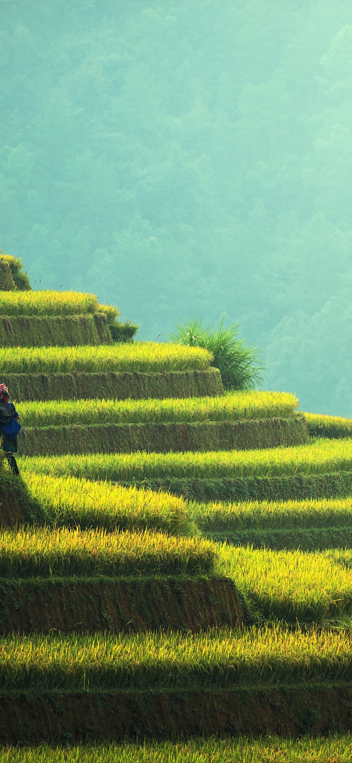 Обои терраса, рисовое поле, поле, сельское хозяйство, пейзаж в разрешении 1125x2436