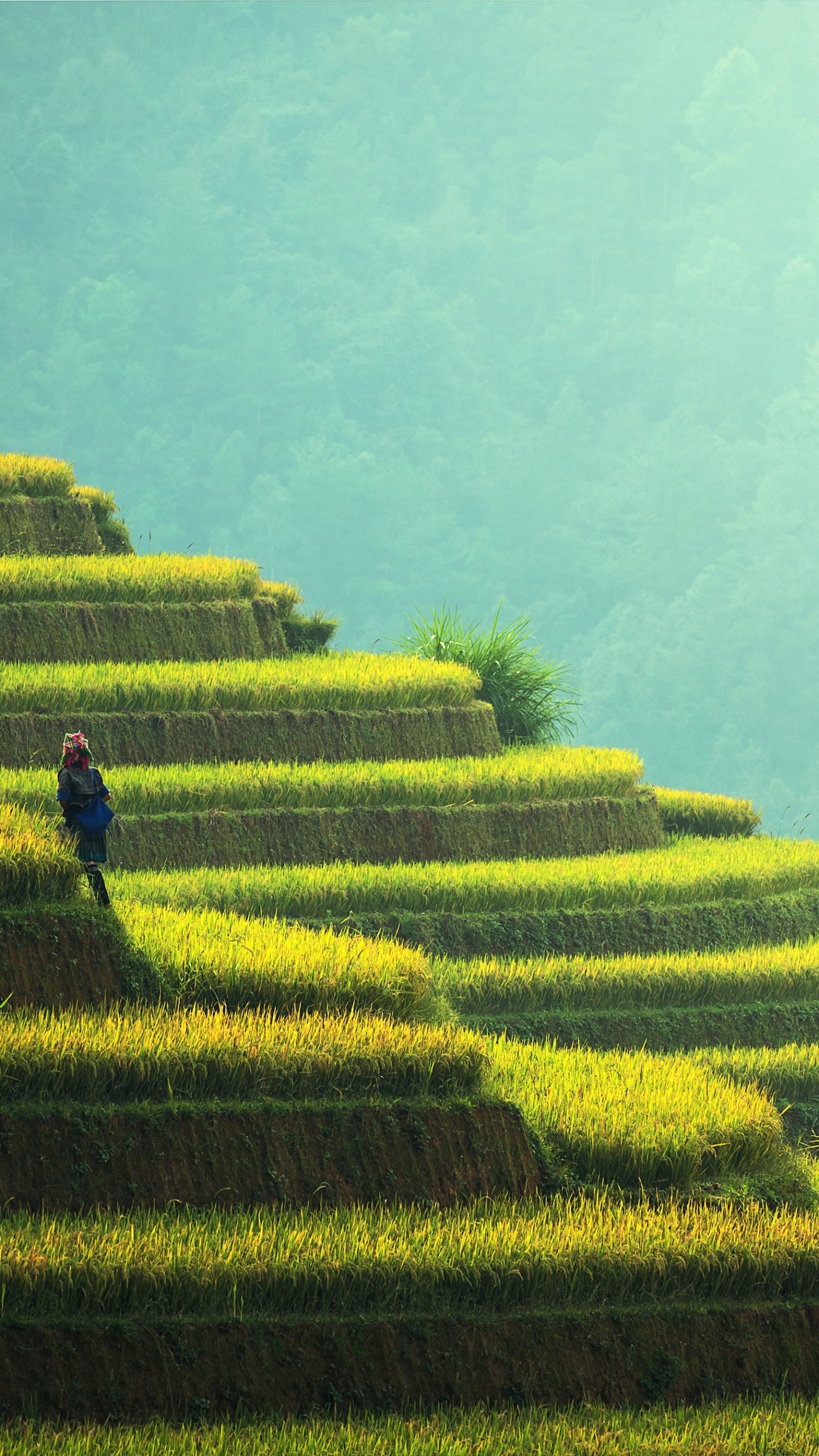 Обои терраса, рисовое поле, поле, сельское хозяйство, пейзаж в разрешении 1440x2560