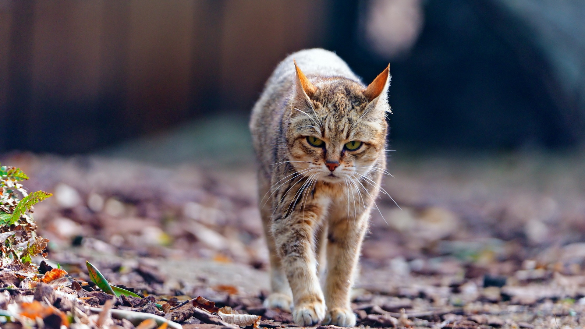 Обои полосатый кот, котенок, Дикая кошка, остроумие, морда в разрешении 1920x1080