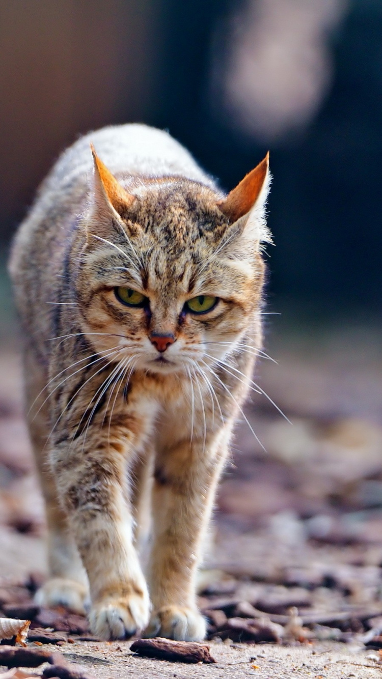 Обои полосатый кот, котенок, Дикая кошка, остроумие, морда в разрешении 750x1334