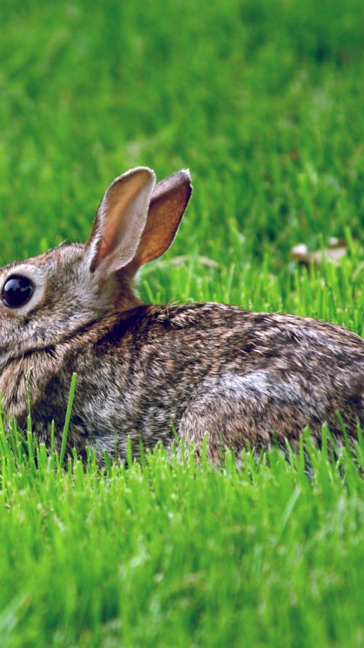 Обои заяц, наземных животных, фауна, пастбища, животные в разрешении 720x1280