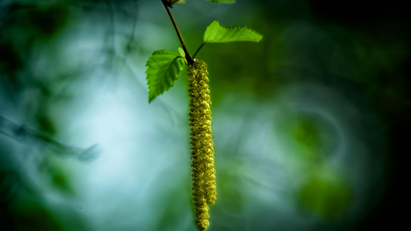 Обои лист, прут, ветвь, стебель растения, дерево в разрешении 1366x768