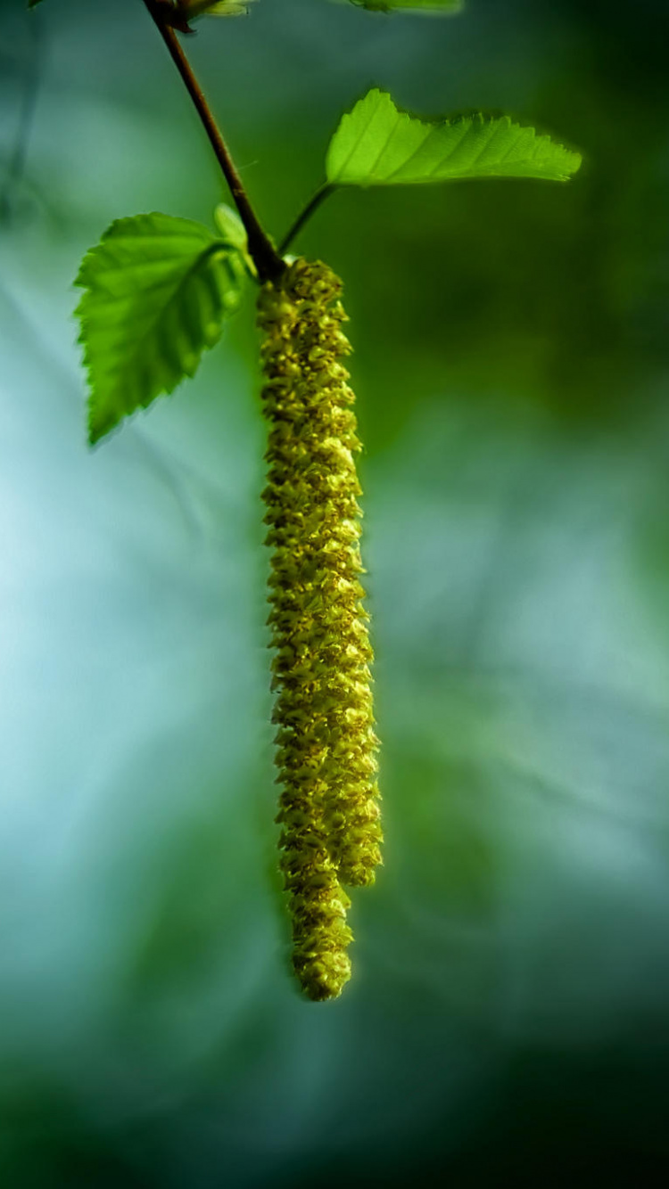 Обои лист, прут, ветвь, стебель растения, дерево в разрешении 750x1334