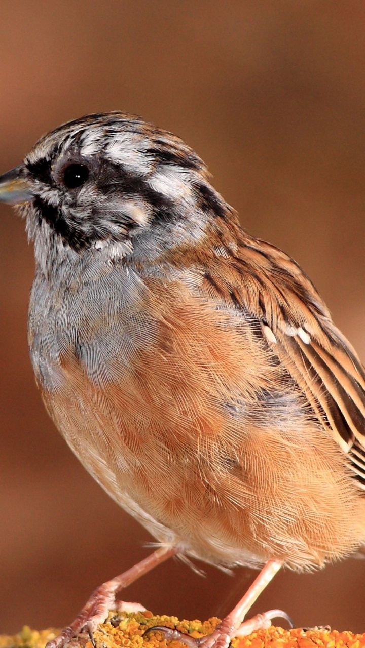 Обои домовый Воробей, птица, Воробей, клюв, emberizidae в разрешении 720x1280