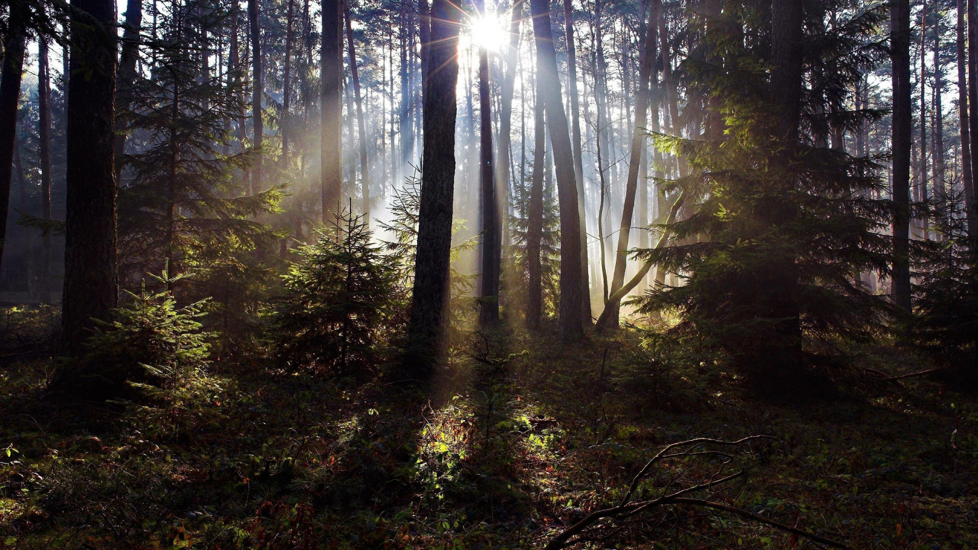 Обои дерево, лес, природа, лесистая местность, пустыня в разрешении 1920x1080