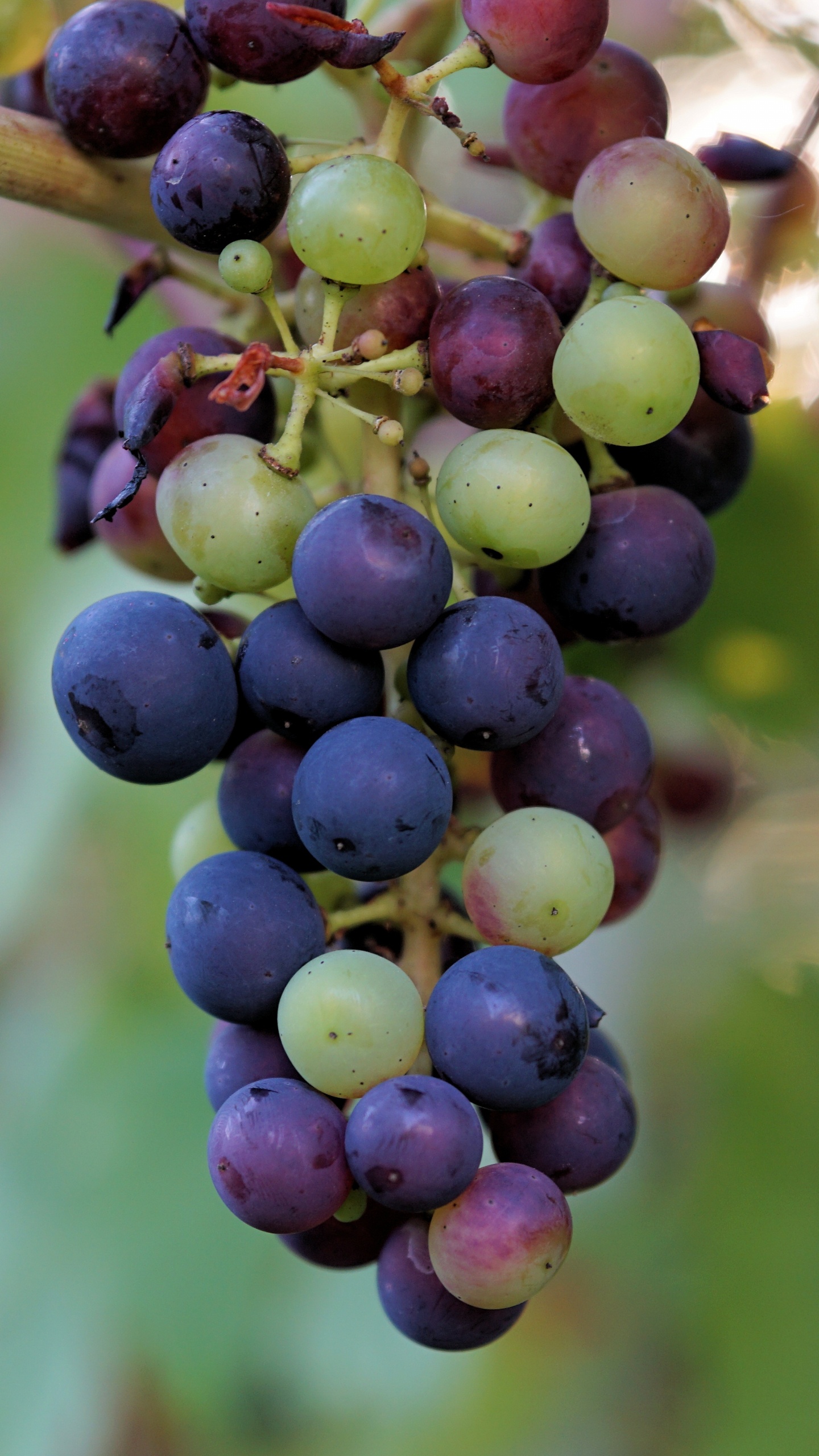 Обои вино, цветковое растение, растение, фрукты, бессемянные плоды в разрешении 1440x2560
