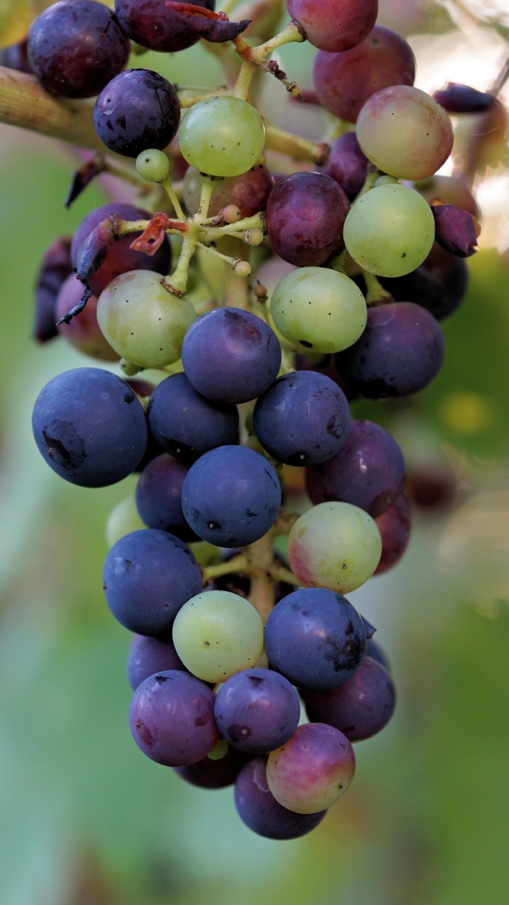 Обои вино, цветковое растение, растение, фрукты, бессемянные плоды в разрешении 720x1280