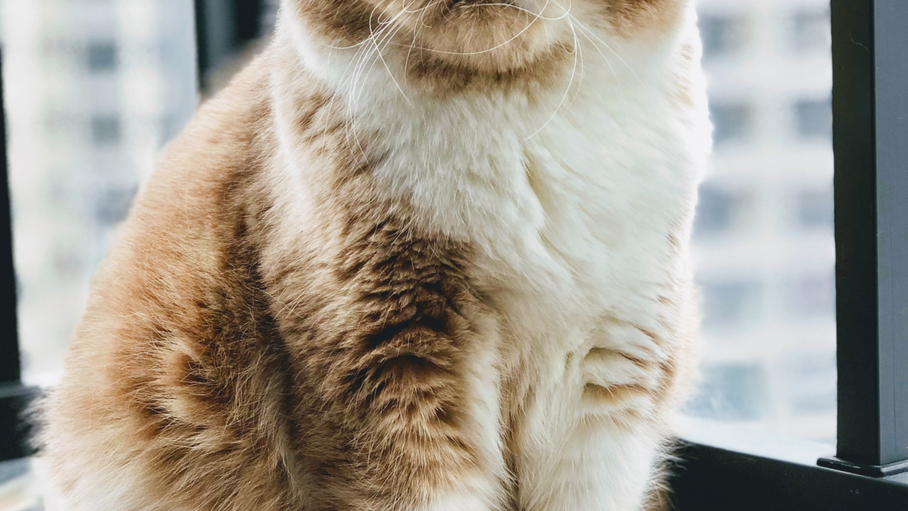 Обои бакенбарды, экзотические короткошерстные, британская короткошерстная, европейская короткошерстная, персидская кошка в разрешении 1280x720