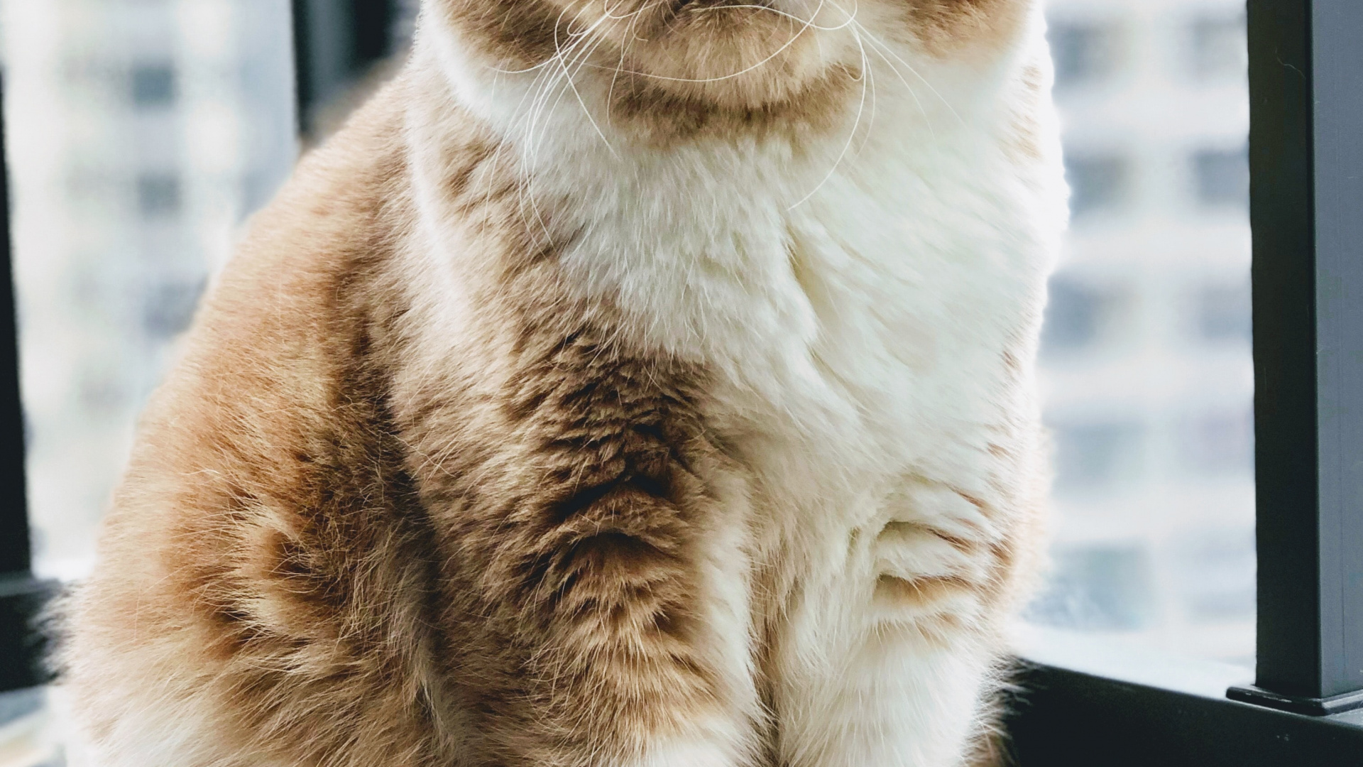 Обои бакенбарды, экзотические короткошерстные, британская короткошерстная, европейская короткошерстная, персидская кошка в разрешении 1920x1080