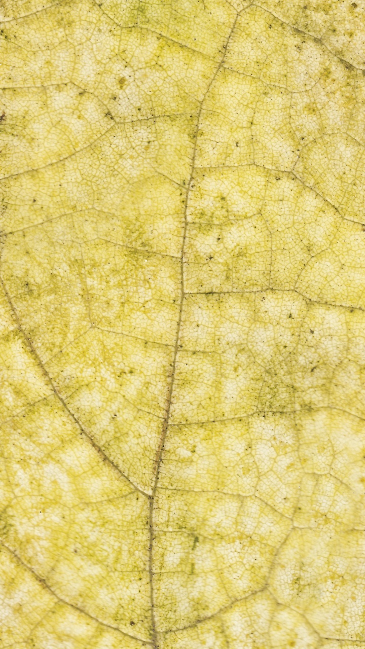 Обои лист, желтый, дерево, узор, Осенняя окраска листьев в разрешении 720x1280