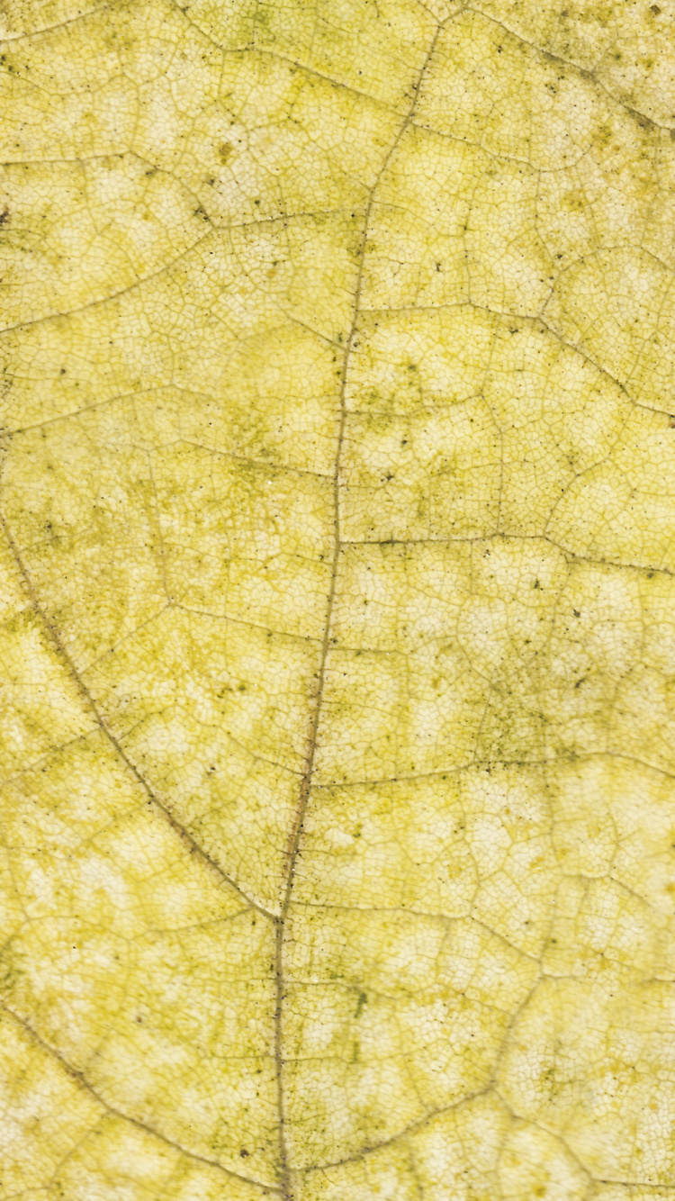Обои лист, желтый, дерево, узор, Осенняя окраска листьев в разрешении 750x1334