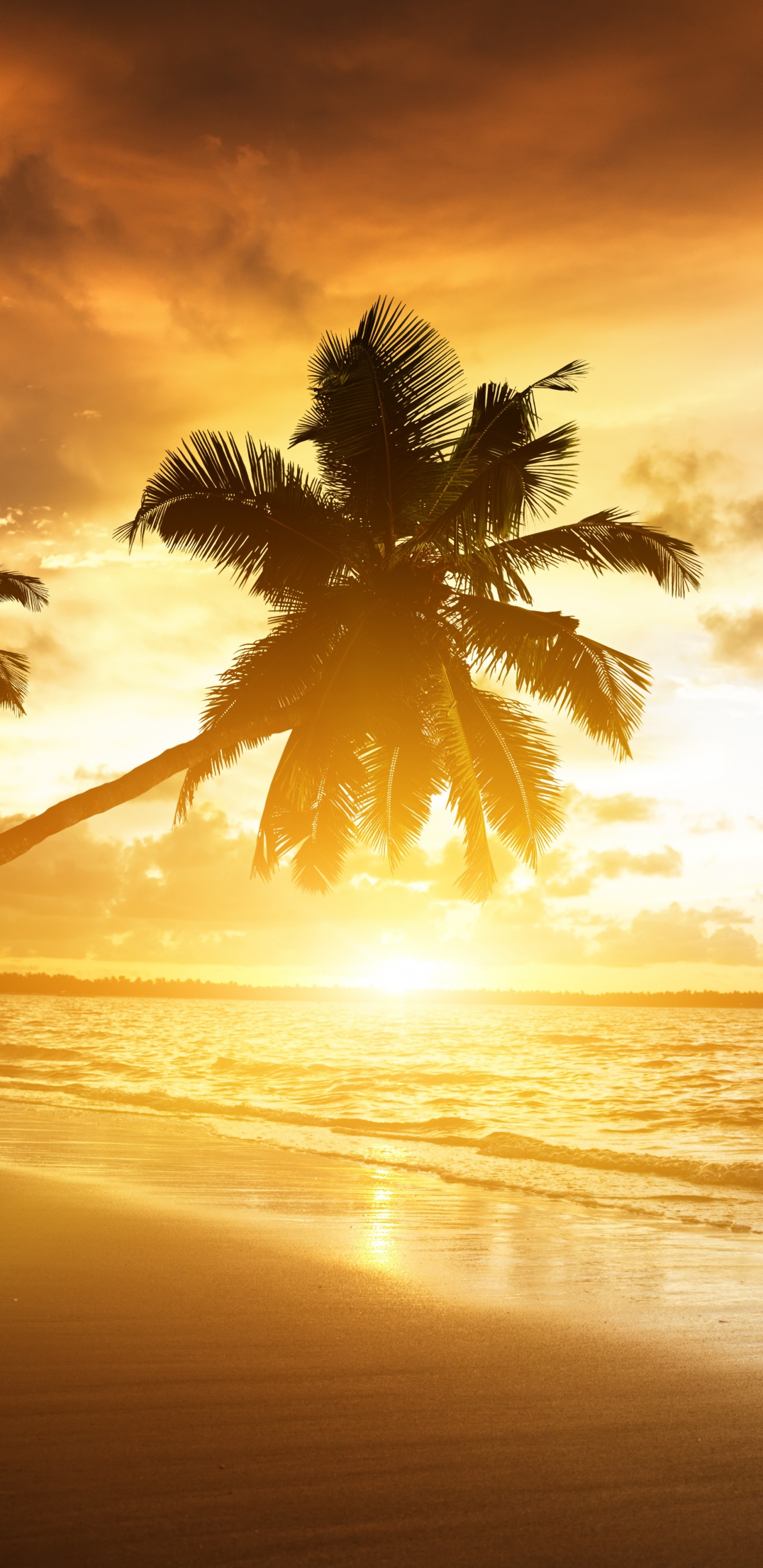 Обои закат, пляж, природа, горизонт, восход солнца в разрешении 1440x2960